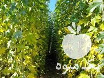 فروش نهال صنوبر تبریزی در خوی در گروه خرید فروش نهال - انواع گردو پسته بادام سلطانی انگور در یکمیوه -عکس1