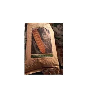 فروش عرضه عمده بذر ذرت 704 مغان در گیلان در گروه خرید فروش بذر - انواع محصول کشاورزی گوجه کتان میوه درخت در یکمیوه -عکس1