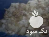 خریدار تلفات مرغ گاو گوسفند در بهشهر در گروه گاو و گوسفند و میش و بز کهره گوساله سمینتال در یکمیوه -عکس1