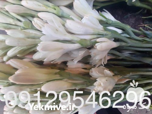 فروش عمده گل مریم در اندیشه در گروه خرید فروش عمده گیاهان زینتی - گرمسیری آپارتمانی باغچه آب در یکمیوه -عکس1