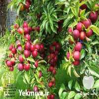 فروش انواع نهال میوه و زینتی در تهران در گروه خرید فروش نهال - انواع گردو پسته بادام سلطانی انگور در یکمیوه