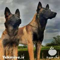 فروش سگ بلژین مالینویز در تهران در گروه سگ و گربه در یکمیوه