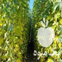 فروش نهال صنوبر تبریزی در خوی در گروه خرید فروش نهال - انواع گردو پسته بادام سلطانی انگور در یکمیوه