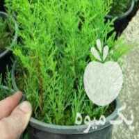 فروش نشا کاج لاوسون در رودسر در گیلان در گروه خرید فروش نشا - انواع گوجه برنج کاهو پیاز کاری فرنگی در یکمیوه