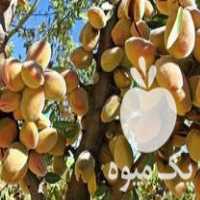 فروش و تولید انواع نهال های اصلاح شده بادام در زنجان در گروه خرید فروش نهال - انواع گردو پسته بادام سلطانی انگور در یکمیوه