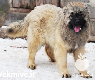 فروش سگ قفقازی اصیل با ضمانت در کرج در گروه سگ و گربه _ نگهبان هاسکی ژرمن دوبرمن سرابی در یکمیوه -عکس1