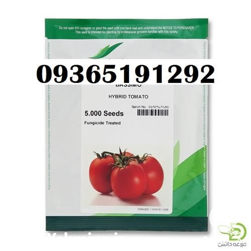 فروش قیمت بذر گوجه فرنگی باسیمو در اردبیل در گروه خرید فروش بذر - انواع محصول کشاورزی گوجه کتان میوه درخت در یکمیوه -عکس1