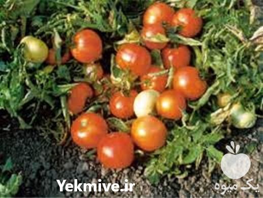 خرید بذر گوجه سوپر کویین سه حلقه در تهران در گروه خرید فروش بذر - انواع محصول کشاورزی گوجه کتان میوه درخت در یکمیوه -عکس1