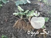 فروش نشا ریشه لخت توت فرنگی در مریوان در گروه خرید فروش نشا - انواع گوجه برنج کاهو پیاز کاری فرنگی در یکمیوه -عکس1