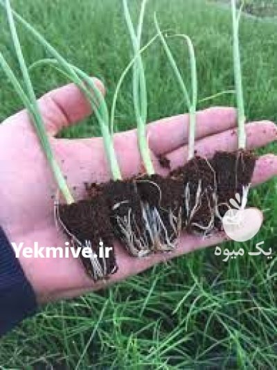 بذر پیاز تگزاس _ الیت در تهران در گروه خرید فروش بذر - انواع محصول کشاورزی گوجه کتان میوه درخت در یکمیوه -عکس2