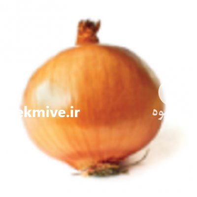 قیمت بذر پیاز تگزاس در ساری در گروه خرید فروش بذر - انواع محصول کشاورزی گوجه کتان میوه درخت در یکمیوه -عکس2