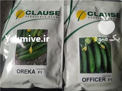 قیمت بذر خیار آفیسر کلوز در ماسوله در گروه خرید فروش عمده خیار - فروش عمده انواع خیار گلخانه ای در یکمیوه -عکس1