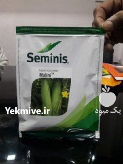 قیمت بذر خیار رویال سمینس در رشت در گروه خرید فروش بذر - انواع محصول کشاورزی گوجه کتان میوه درخت در یکمیوه -عکس2