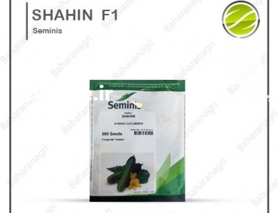 قیمت بذر خیار شاهین در کرمان  در گروه خرید فروش عمده خیار - بوته درختی سبز مجلسی شوری خاردار چنبر اصفهان در یکمیوه -عکس1