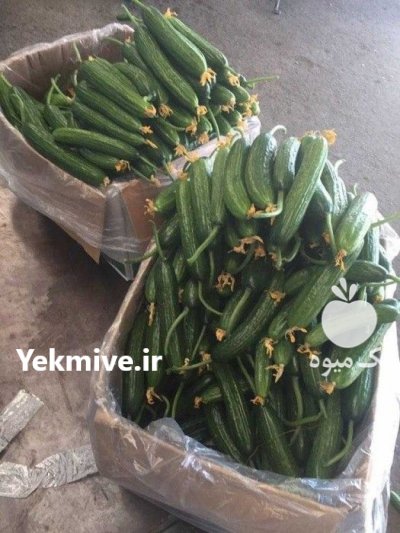 قیمت بذر خیار شهاب در لاهیجان در گروه خرید فروش عمده خیار - فروش عمده انواع خیار گلخانه ای در یکمیوه -عکس2