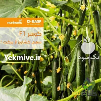 قیمت بذر گلخانه ای خیار گوهر در تبریز در گروه خرید فروش عمده خیار - فروش عمده انواع خیار گلخانه ای در یکمیوه -عکس2