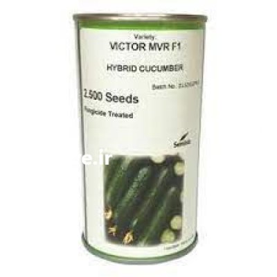 قیمت بذر خیار ویکتور در پلدختر در گروه خرید فروش عمده خیار - فروش عمده انواع خیار گلخانه ای در یکمیوه -عکس2