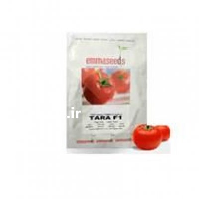 قیمت بذر گوجه فرنگی تارا در رشت در گروه خرید فروش بذر - انواع محصول کشاورزی گوجه کتان میوه درخت در یکمیوه -عکس2