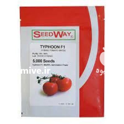 قیمت بذر گوجه فرنگی تایفون در کرمانشاه در گروه خرید فروش عمده خیار - فروش عمده انواع خیار گلخانه ای در یکمیوه -عکس1