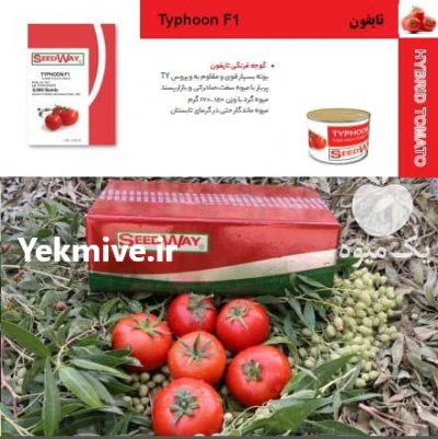 قیمت بذر گوجه فرنگی تایفون در کرمانشاه در گروه خرید فروش عمده خیار - فروش عمده انواع خیار گلخانه ای در یکمیوه -عکس2