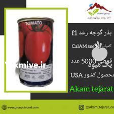 قیمت بذر گوجه فرنگی رعد در یاسوج در گروه خرید فروش بذر - انواع محصول کشاورزی گوجه کتان میوه درخت در یکمیوه -عکس1