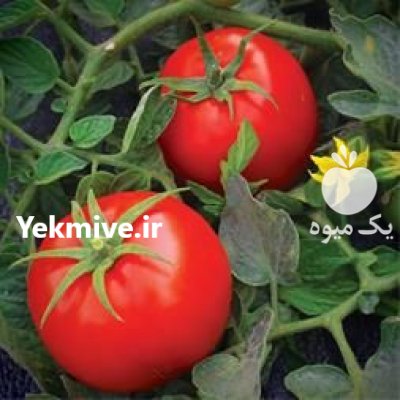 قیمت بذر گوجه فرنگی باسیمو در چالوس در گروه خرید فروش بذر - انواع محصول کشاورزی گوجه کتان میوه درخت در یکمیوه -عکس2