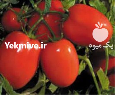 قیمت بذر گوجه فرنگی متین در ایلام در گروه خرید فروش بذر - انواع محصول کشاورزی گوجه کتان میوه درخت در یکمیوه -عکس1