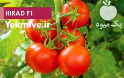 قیمت بذر گوجه فرنگی هیراد در رامسر در گروه خرید فروش بذر - انواع محصول کشاورزی گوجه کتان میوه درخت در یکمیوه -عکس3