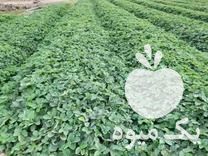 فروش بوته یا نهال توت فرنگی کاماراسو و سابرینا در بهنمیر در گروه خرید فروش نهال - انواع گردو پسته بادام سلطانی انگور در یکمیوه -عکس1