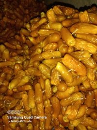 فروش عمده خارک بندی خشک جهرم در اصفهان در گروه خرید فروش عمده خرما - کبکاب تازه زاهدی خشک خارک در یکمیوه