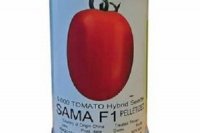 قیمت بذر گوجه فرنگی سماء در بیرجند در گروه خرید فروش بذر - انواع محصول کشاورزی گوجه کتان میوه درخت در یکمیوه