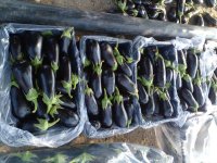 محصول بادمجان در دهبارز در گروه خرید فروش عمده بادمجان - قلمی دلمه کبابی مشکی سفید در یکمیوه