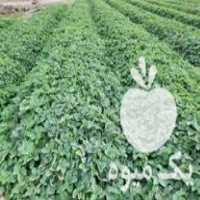 فروش بوته یا نهال توت فرنگی کاماراسو و سابرینا در بهنمیر در گروه خرید فروش نهال - انواع گردو پسته بادام سلطانی انگور در یکمیوه