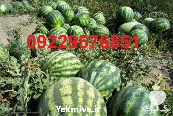 فروش و قیمت بذر هندوانه باراکا در گیلان در گروه خرید فروش بذر - انواع محصول کشاورزی گوجه کتان میوه درخت در یکمیوه -عکس1