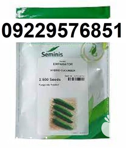 بذر خیار امپراطور در اصفهان در گروه خرید فروش بذر - انواع محصول کشاورزی گوجه کتان میوه درخت در یکمیوه -عکس1