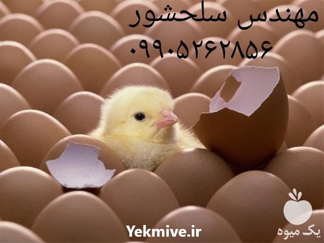 فروش تخم نطفه دار مرغ در ایلام در گروه انواع تخم ها - مرغ بوقلمون پرنده عمده کشاورزی در یکمیوه -عکس1