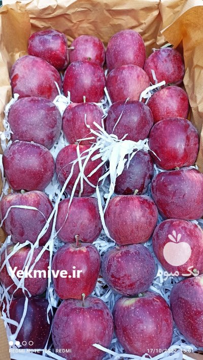 فروش سیب درختی در اهر  در گروه خرید فروش عمده سیب - زرد و قرمز گلاب پاییزه در یکمیوه -عکس2