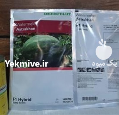 بذر هندوانه آستاراخان در کرج در گروه خرید فروش بذر - انواع محصول کشاورزی گوجه کتان میوه درخت در یکمیوه -عکس2
