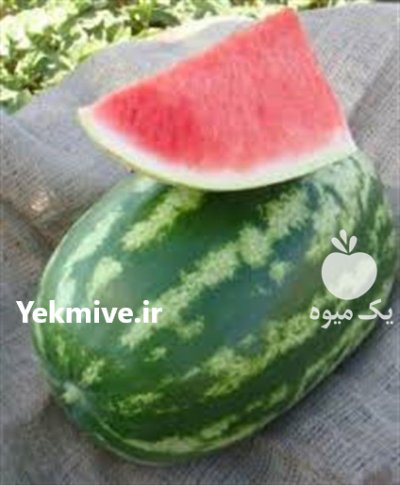 بذر هندوانه آستاراخان در کرج در گروه خرید فروش بذر - انواع محصول کشاورزی گوجه کتان میوه درخت در یکمیوه -عکس3