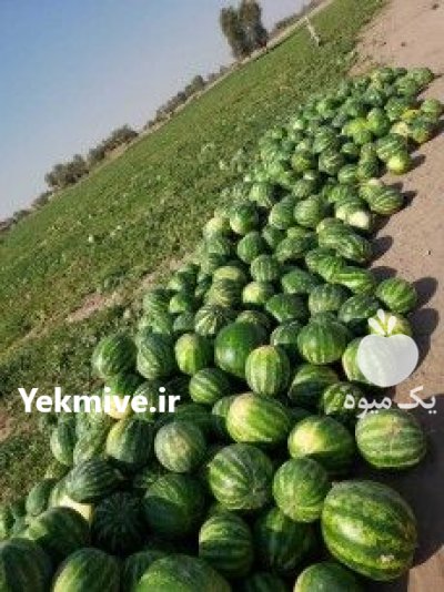 بذر هندوانه استارپلاس در ایلام در گروه خرید فروش بذر - انواع محصول کشاورزی گوجه کتان میوه درخت در یکمیوه -عکس1