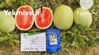 بذر هندوانه استارپلاس در ایلام در گروه خرید فروش بذر - انواع محصول کشاورزی گوجه کتان میوه درخت در یکمیوه -عکس2