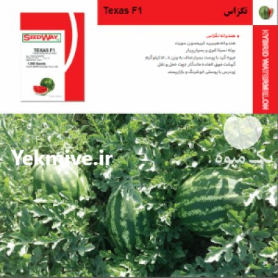 بذر هندوانه تگزاس در جیرفت در گروه خرید فروش بذر - انواع محصول کشاورزی گوجه کتان میوه درخت در یکمیوه -عکس1
