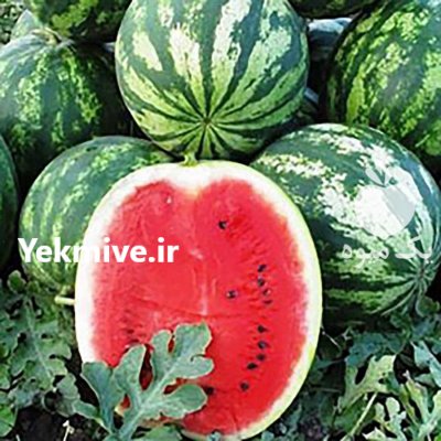 بذر هندوانه مونتانا در بروجرد در گروه خرید فروش بذر - انواع محصول کشاورزی گوجه کتان میوه درخت در یکمیوه -عکس1