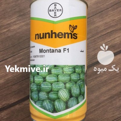 بذر هندوانه مونتانا در بروجرد در گروه خرید فروش بذر - انواع محصول کشاورزی گوجه کتان میوه درخت در یکمیوه -عکس2