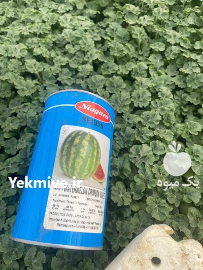 قیمت بذر هندوانه نیاگارا در یاسوج در گروه خرید فروش بذر - انواع محصول کشاورزی گوجه کتان میوه درخت در یکمیوه -عکس2