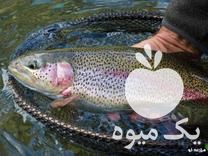 فروش و پخش ماهی قزل آلا ماهی شرق در اصفهان در گروه ماهی قزل آلا - سالمون خال قرمز خرید و فروش دریا پرورشی در یکمیوه -عکس1