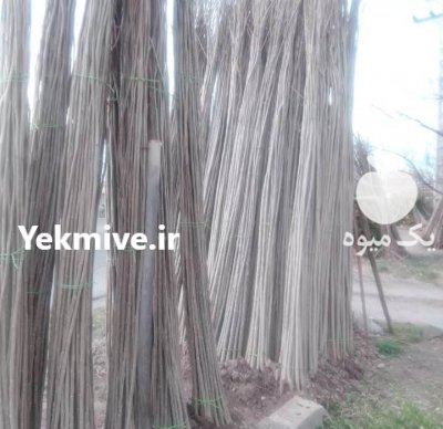 فروش نهال صنوبر صادق نجفی در آستانه اشرفیه در گروه خرید فروش نهال - انواع گردو پسته بادام سلطانی انگور در یکمیوه -عکس1