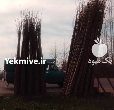 فروش نهال صنوبر صادق نجفی در آستانه اشرفیه در گروه خرید فروش نهال - انواع گردو پسته بادام سلطانی انگور در یکمیوه -عکس2