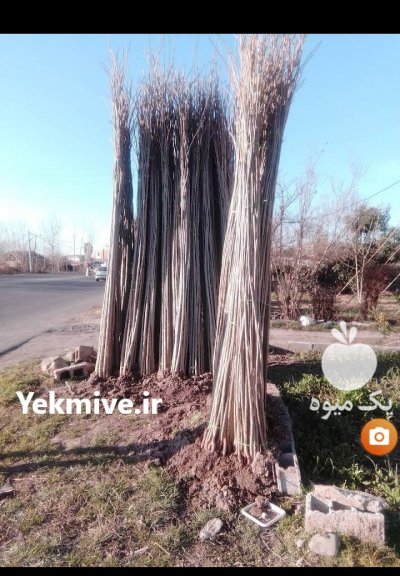 فروش نهال صنوبر صادق نجفی در آستانه اشرفیه در گروه خرید فروش نهال - انواع گردو پسته بادام سلطانی انگور در یکمیوه