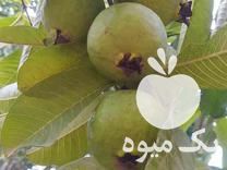 فروش نهال استوایی گواوا هندی در نوشهر در گروه خرید فروش نهال - انواع گردو پسته بادام سلطانی انگور در یکمیوه -عکس1